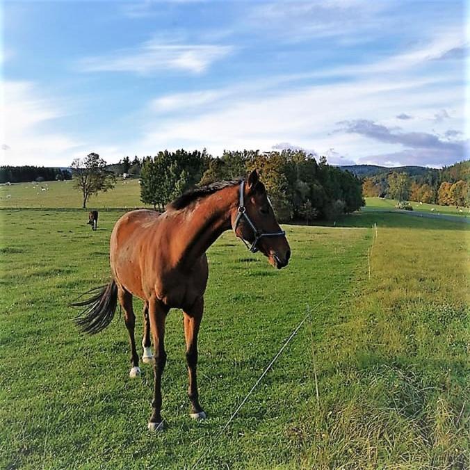 Chata Roubenka - Jesenka Dolni Moravice Luaran gambar